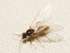 Lasius sp. Lasius sp.