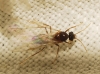 Lasius sp. Lasius sp.