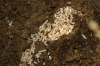 Lasius sp. Lasius sp.