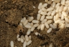 Lasius sp. Lasius sp.