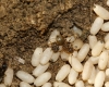 Lasius sp. Lasius sp.