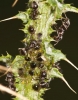 Lasius sp. Lasius sp.
