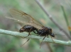 Messor sp Messor sp