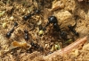 Messor sp Messor sp