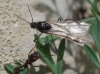 Messor sp. 1/2 Messor sp. 1/2
