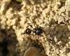 Messor sp. Messor sp.