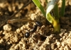 Messor sp. Messor sp.