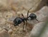 Messor sp. Messor sp.