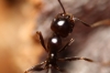 Messor sp Messor sp
