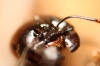 Messor sp Messor sp