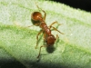 Myrmica rubra