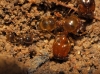 Pheidole pallidula (Nylander, 1849)