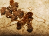 Pheidole pallidula (Nylander, 1849)