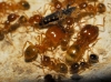 Pheidole pallidula (Nylander, 1849)