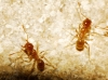 Pheidole pallidula (Nylander, 1849)