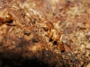 Pheidole pallidula Pheidole pallidula