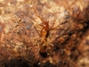 Pheidole pallidula Pheidole pallidula