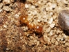 Pheidole pallidula Pheidole pallidula