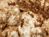 Pheidole pallidula Pheidole pallidula