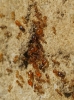Pheidole pallidula Pheidole pallidula