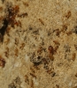 Pheidole pallidula Pheidole pallidula