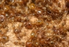 Pheidole pallidula Pheidole pallidula