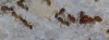 Pheidole pallidula Pheidole pallidula