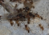 Pheidole pallidula Pheidole pallidula