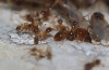 Pheidole pallidula Pheidole pallidula
