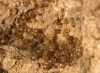 Pheidole pallidula Pheidole pallidula