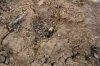 Pheidole pallidula Pheidole pallidula