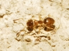 Plagiolepis pygmaea