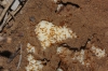 Solenopsis sp Solenopsis sp