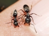 Tapinoma nigerrimum Tapinoma nigerrimum
