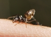 Tapinoma nigerrimum Tapinoma nigerrimum
