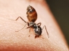 Tapinoma nigerrimum Tapinoma nigerrimum