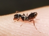 Tapinoma nigerrimum Tapinoma nigerrimum