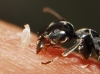 Tapinoma nigerrimum Tapinoma nigerrimum