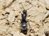 Tapinoma nigerrimum Tapinoma nigerrimum