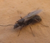 Tapinoma sp Tapinoma sp