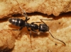 Tapinoma sp Tapinoma sp