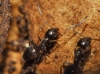 Tapinoma sp Tapinoma sp