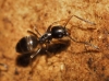 Tapinoma sp Tapinoma sp