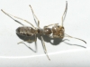 Tapinoma sp Tapinoma sp