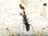 Tapinoma sp Tapinoma sp