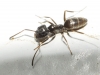 Tapinoma sp Tapinoma sp