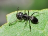 Tapinoma sp Tapinoma sp