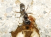 Tapinoma sp. Tapinoma sp.