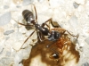 Tapinoma sp. Tapinoma sp.