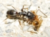 Tapinoma sp. Tapinoma sp.